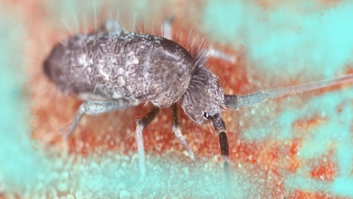 how to get rid of springtails