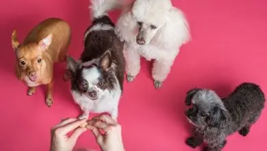 Pet Lovers