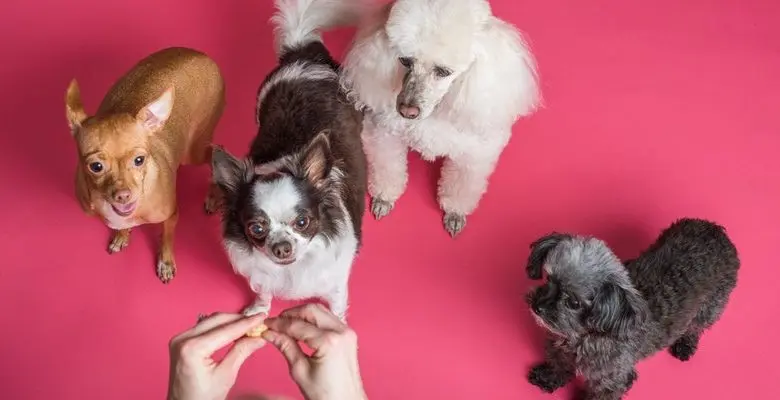 Pet Lovers