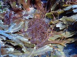 Benefits Of Seaweed For Skin