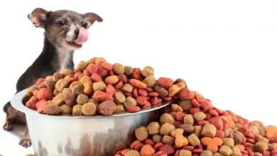 Rwa Pet Foods