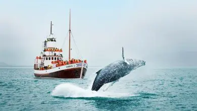 Whale Tour