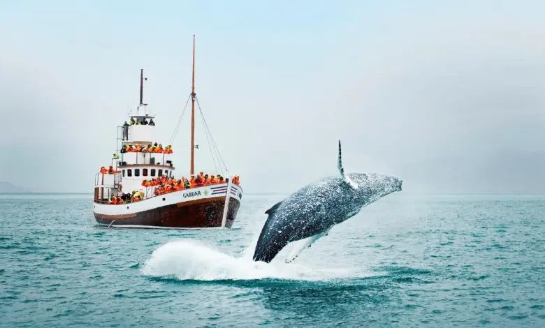 Whale Tour