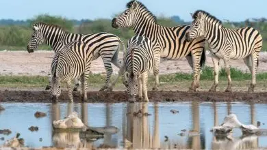 Photographic Safaris