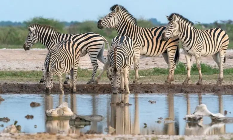 Photographic Safaris