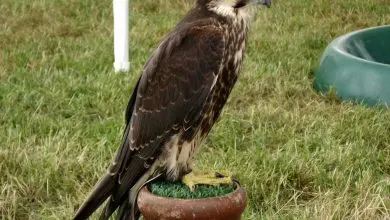 World Falconry Day