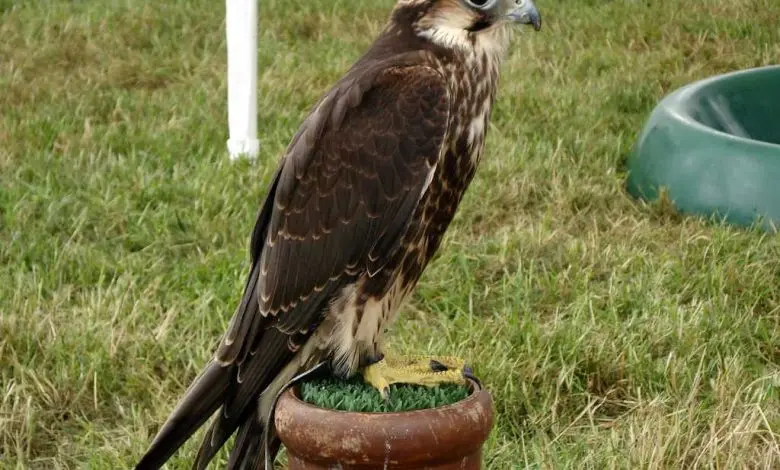 World Falconry Day