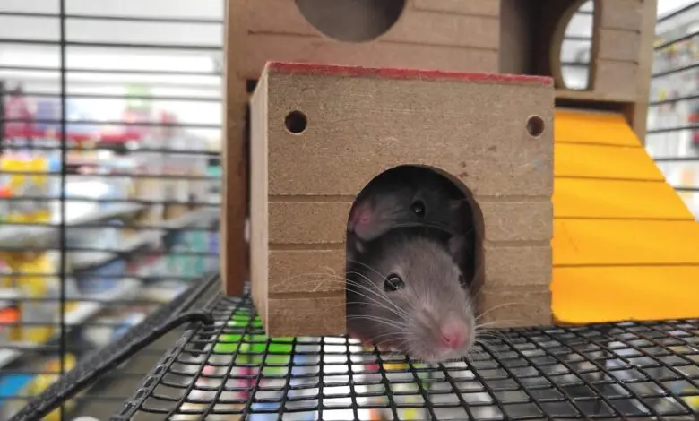 pest control